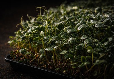 Fresh microgreens growing in a greenhouse tray