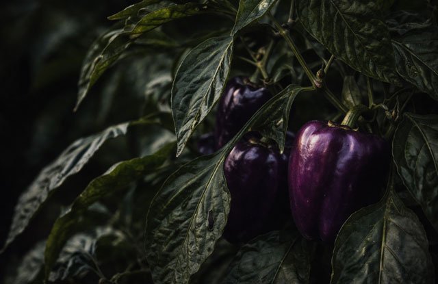 Purple eggplants growing among dark green leaves