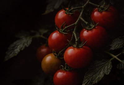 Vine-ripened tomatoes in soft, moody light