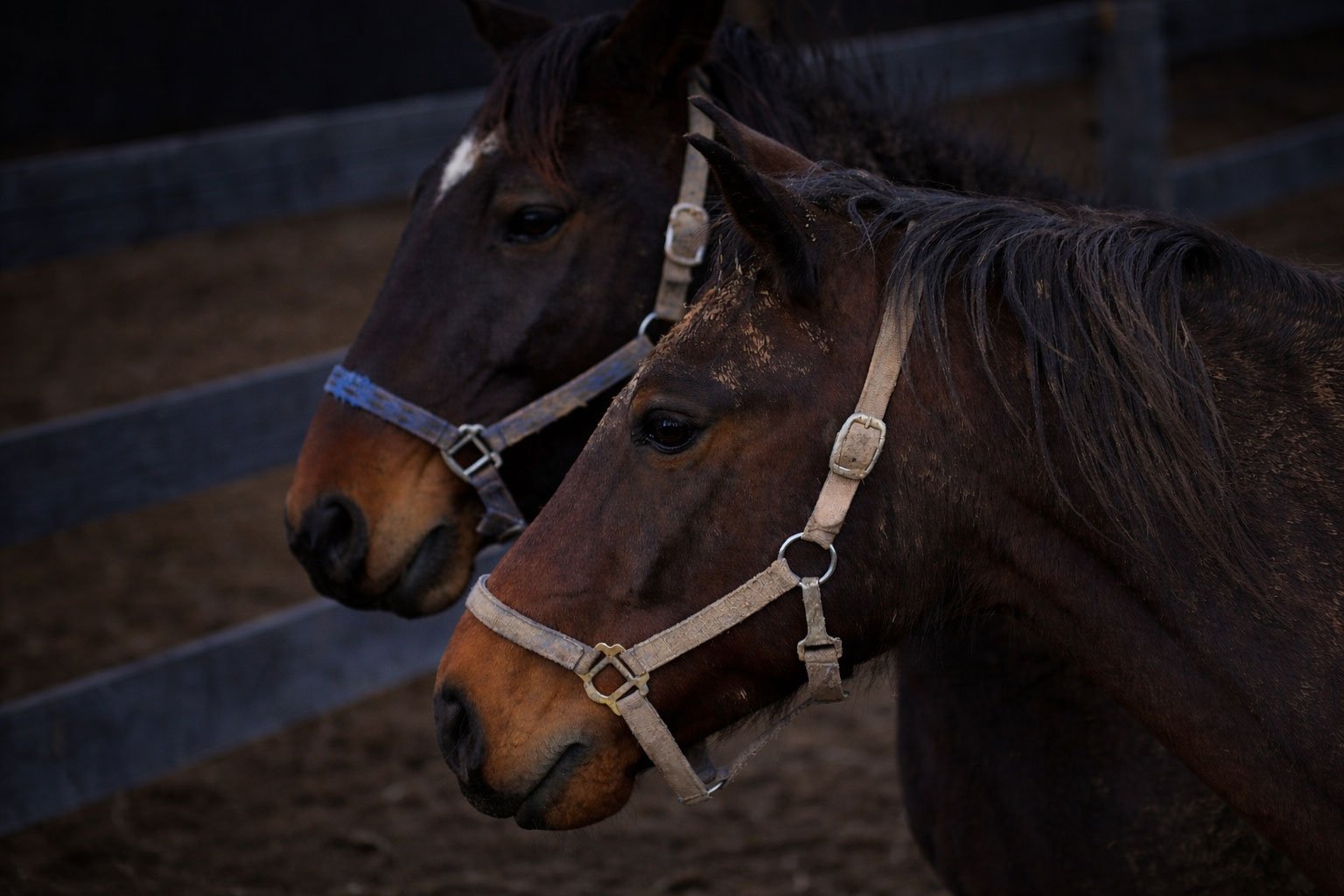 Two retired horses resting together in soft evening light